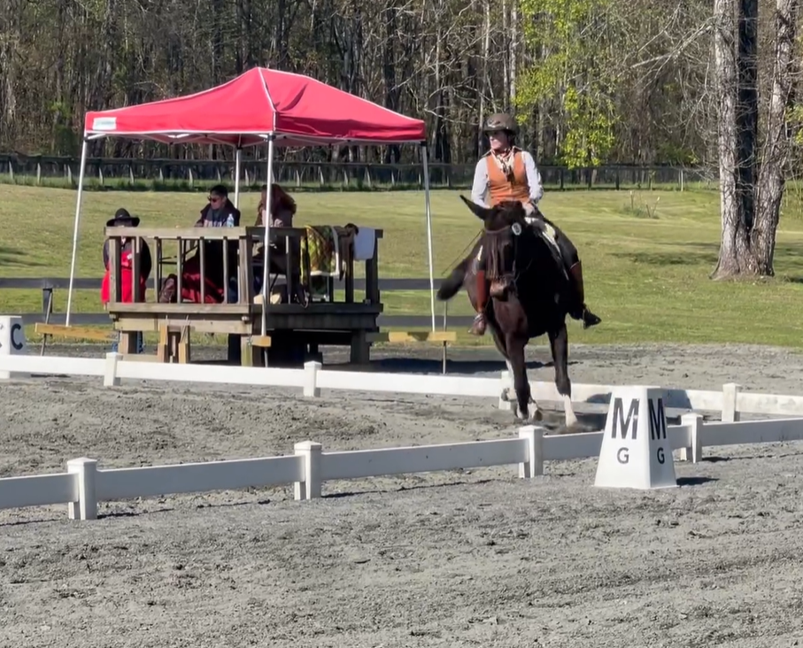 Laurie Wilson (GA) and her mule, Toby Jack, riding the L5 dressage test for Polly Limond at the recent Foothills Riding Club WE Schooling Show at the Foothills Riding Club in Tryon, NC. (April 7, 2024)