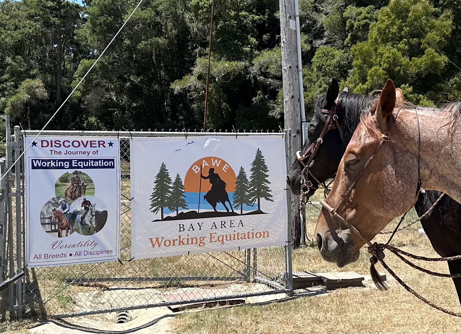 Bay Area Working Equitation (BAWE) Clinic in September 2024